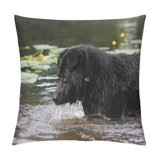 Personality  Sennenhund Crossbreed Lookin At The Dark Water Pillow Covers