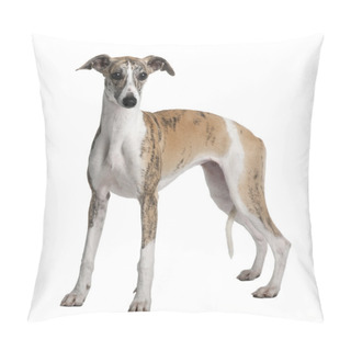 Personality  Young Whippet, 8 Months Old, Standing In Front Of White Backgrou Pillow Covers