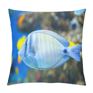 Personality  Sailfin Tang Fish Pillow Covers
