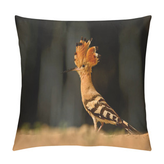 Personality  Eurasian Hoopoe - Upupa Epops, Beautiful Orange Bird From European Forest. Pillow Covers