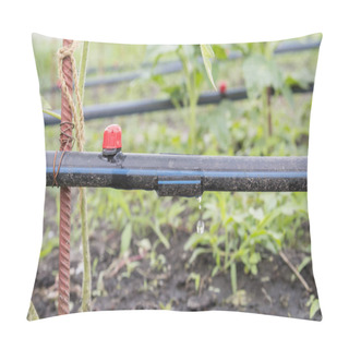 Personality  Drip Irrigation On The Bed. Seedlings Of Tomato Prepared For Planting On Beds With Drip Irrigation. Pillow Covers