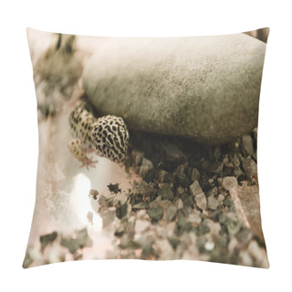 Personality  Selective Focus Of Lizard Near Rocks In Terrarium  Pillow Covers