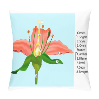 Personality  Vector Flower Parts Diagram. Stem Cross Section Anatomy Of Plant. Detail Of Anatomy Flower. Pillow Covers