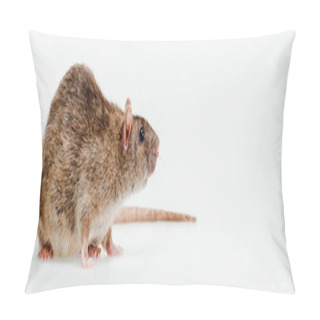 Personality  Panoramic Shot Of Small Domestic Rat Isolated On White  Pillow Covers