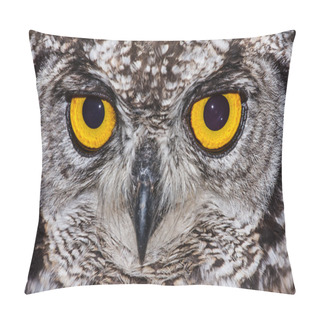 Personality  Spotted Eagle Owl Pillow Covers