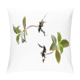 Personality  Young Plants Of Kalanchoe Pillow Covers