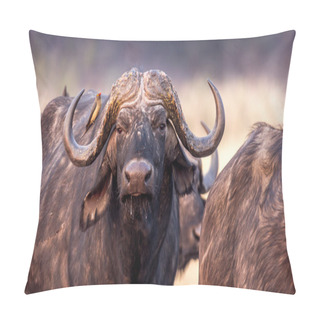 Personality  Cape Buffalo In Africa Pillow Covers