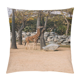 Personality  Giraffe Walking Between Trees In Zoological Park, Barcelona, Spain Pillow Covers
