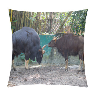 Personality  Two Large Muscular Bulls Pillow Covers