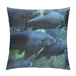 Personality  Swarm Of Trouts Pillow Covers