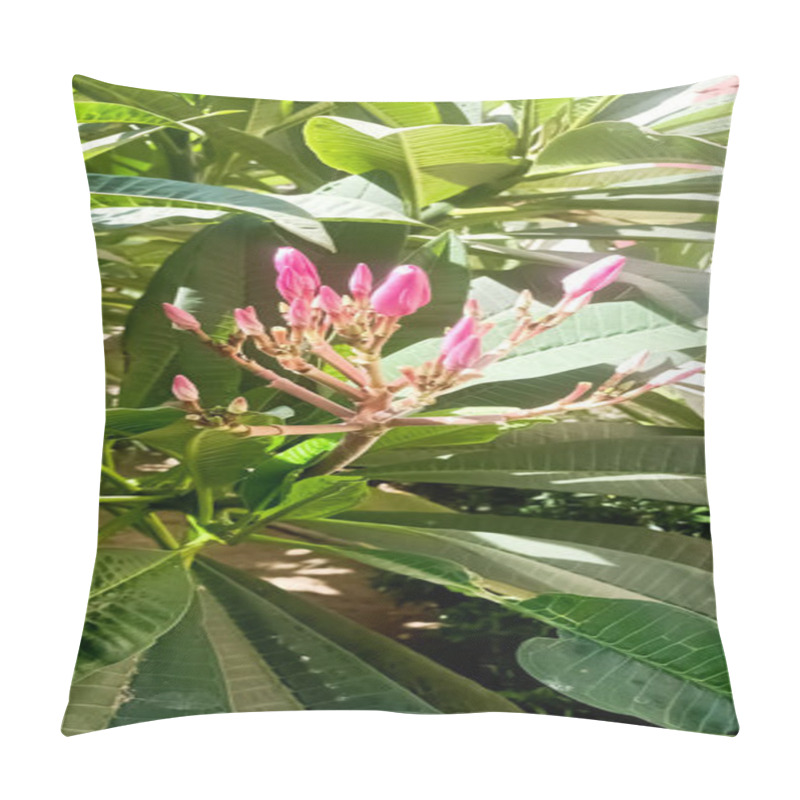 Personality  Beautiful Pink purmine buds ready to bloom in the Garden  pillow covers