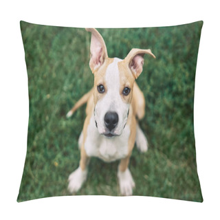 Personality  Cute Small American Staffordshire Terrier Puppy Sitting Outdoors In Green Grass        Pillow Covers