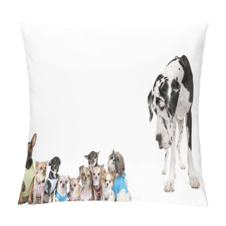 Personality  Large Dog Looking At Small Puppies In Front Of White Background, Pillow Covers