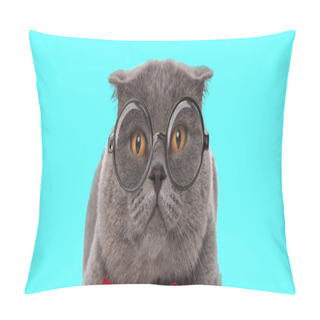 Personality  Nerdy Cute Scottish Fold Cat Lying Down, Wearing Eyeglasses With Red Bowtie On Blue Background Pillow Covers