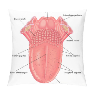 Personality  Anatomy Of Human Tongue Pillow Covers