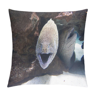 Personality  Two Moray Eels In The Sea Pillow Covers