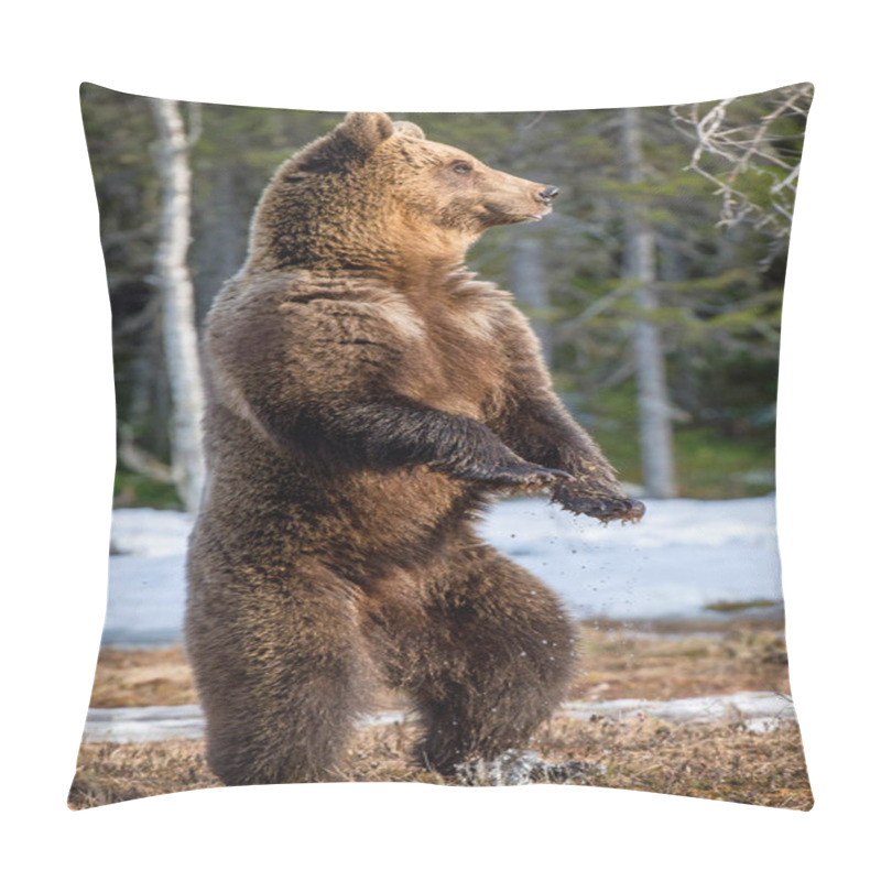 Personality  Brown bear standing on hind legs pillow covers
