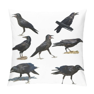 Personality  Rook Isolated On White Background, Corvus Frugilegus Pillow Covers