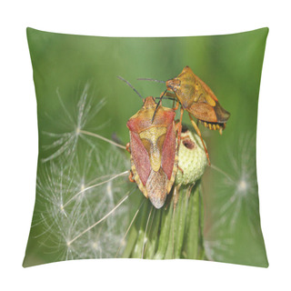 Personality  Berry Bugs (Dolycoris Baccarum) On Dandelion Pillow Covers