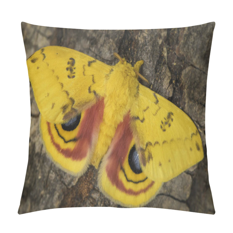 Personality  Io Moth - Automeris Io, Beautiful Colorful Moth From North American Forests. Pillow Covers