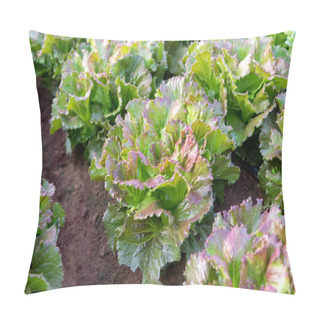Personality  Farmers Field With Growing In Rows Green Organic Lettuce Leaf Vegetables Close Up Pillow Covers