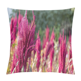 Personality  Isolated Indian Red And Green Amaranth Plant Lit By Sun On Blurred Blooming Field And Bright Green Bokeh Background. Leaf Vegetable, Cereal And Ornamental Plant, Source Of Proteins And Amino Acids. Pillow Covers