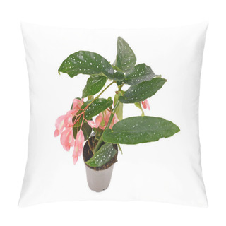 Personality  Blooming 'Begonia Tamaya' Houseplant With Pink Flowers In Pot On White Background Pillow Covers