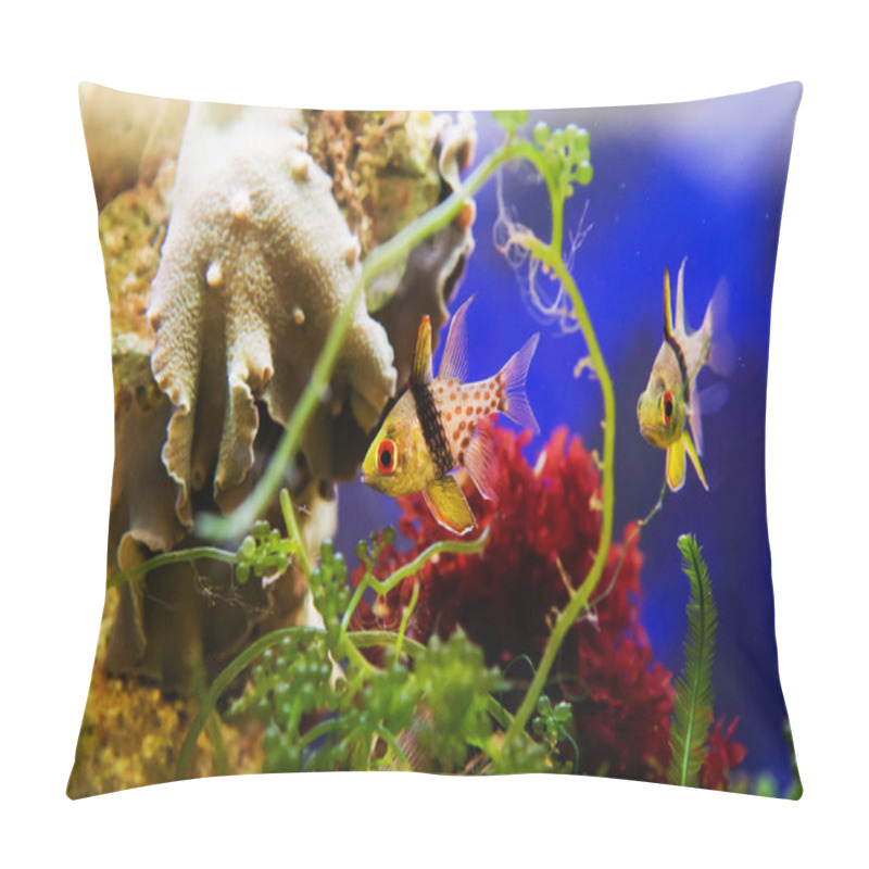 Personality  Pajama Cardinalfish, Sphaeramia nematoptera  pillow covers