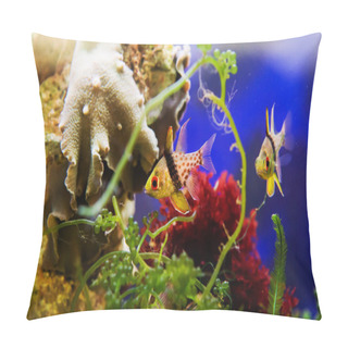 Personality  Pajama Cardinalfish, Sphaeramia Nematoptera  Pillow Covers