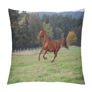 Personality  Cute Horse At Wild Nature  Pillow Covers