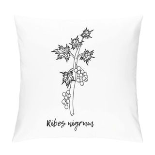 Personality  Black Currant (Ribes Nigrum), A Medicinal Plant. Ayurvedic Herbs, Medicines. Ayurveda. Natural Herbs. The Style Of Doodles. Medicines For Health From Plants. Vector Botanical Illustration. Pillow Covers