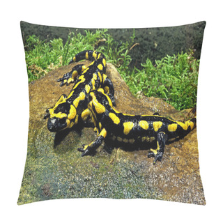Personality  SALAMANDRE TACHETEE Salamandra Salamandra Pillow Covers