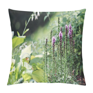 Personality  Liatris Or Blazing Star Pillow Covers