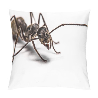 Personality  Closeup Of Ants On A White Background Pillow Covers