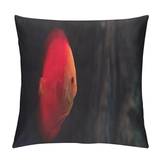 Personality  Red Fish Swimming Under Water In Dark Aquarium, Panoramic Shot Pillow Covers