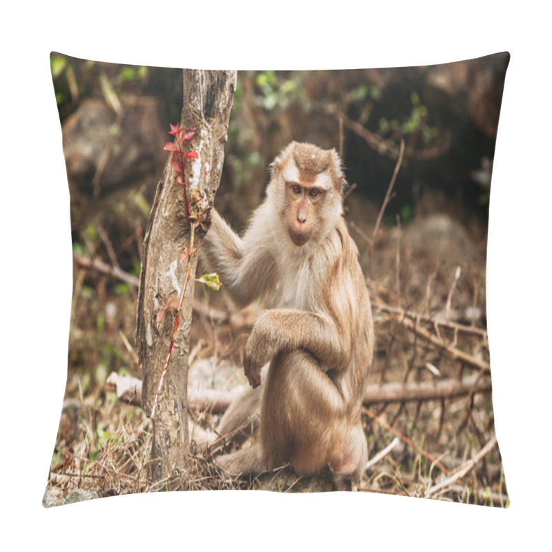 Personality  Portrait Of A Wild Monkey. A Selfie Of A Monkey. Macaque Looks At The Camera. Wild Primates. Wild Animal. Animal Eyes Pillow Covers