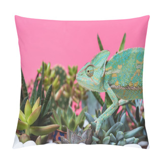 Personality  Side View Of Cute Colorful Chameleon Crawling On Stones And Succulents Isolated On Pink Pillow Covers