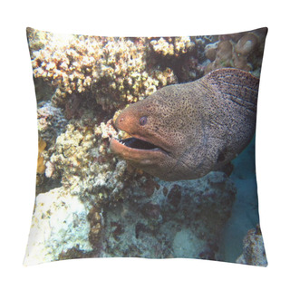 Personality  Moray Eels, Pisces - Type Bone Fish Osteichthyes, Moray Eels (Muraenidae), Giant Moray Eels. Pillow Covers