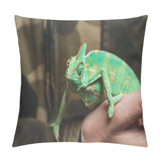 Personality  Cropped Shot Of Man Holding Beautiful Colorful Chameleon  Pillow Covers