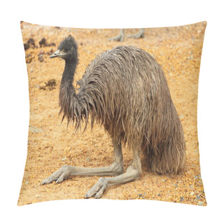 Personality  Portrait Of An Emu In Australia Pillow Covers