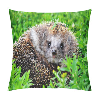 Personality   Wild Animals Altaya Pillow Covers