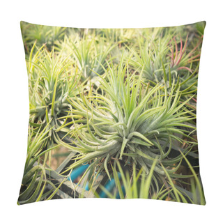 Personality  Air Plant Or Tillandsia Growth In Plant Nursery. Pillow Covers