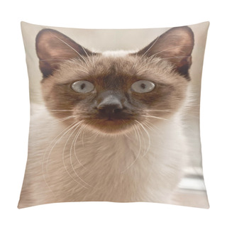 Personality  Thai Siamese Cat Pillow Covers