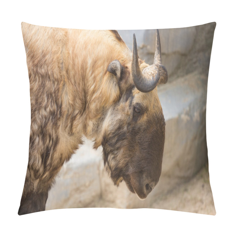 Personality  Takin also known as the gnu goat. Wildlife animal. pillow covers