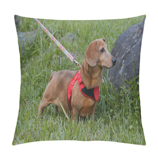 Personality  Dachshund Going Out In The Park Pillow Covers