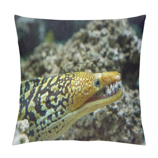 Personality  Moray Eel With The Opened Mouth. Pillow Covers