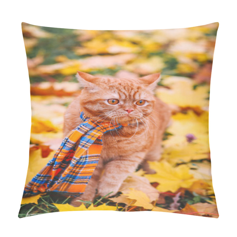 Personality  Beautiful Red British Cat With Yellow Eyes N A Blue Scarf Outdoor. Autumn Cat In Yellow Leaves. Pillow Covers