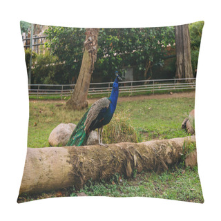 Personality  Beautiful Peafowl On Tree Trunk In Zoological Park, Barcelona, Spain Pillow Covers