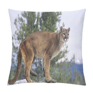 Personality  Mountain Lion Standing On Rock Pillow Covers