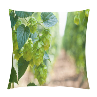 Personality  Hop Cones - Raw Material For Beer Production, Pillow Covers
